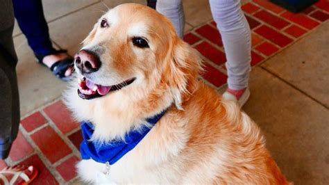 13 best therapy dog breeds - msn.com