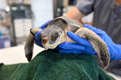 13 cold, stunned sea turtles from New England given holiday names as they rehab in Florida