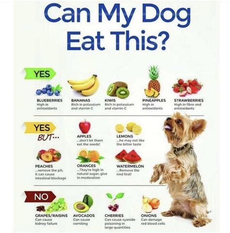 13 Dog Nutrition Tips That Are Actually Science Dog Science Food - Dog Science Food