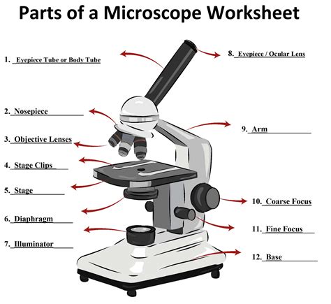 13 Light Microscope Diagram Worksheet Worksheeto Com Microscope Measurement Worksheet - Microscope Measurement Worksheet