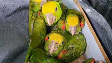 13 live parrots seized at US-Mexico border