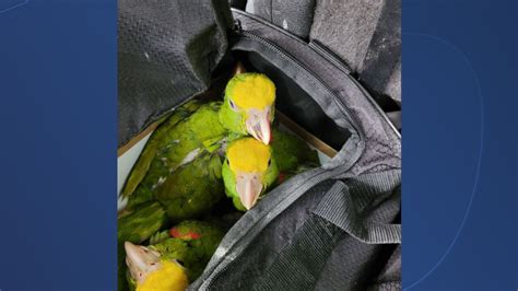 13 live parrots seized in duffel bags at US-Mexico border