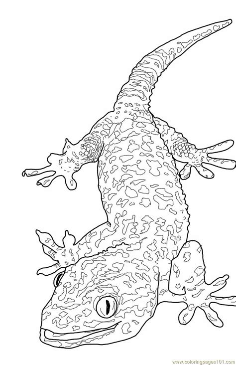 13 Lizard Coloring Pages Printable Print Color Craft Lizard Coloring Pages Printable - Lizard Coloring Pages Printable