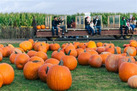 13 of the best pumpkin patches near York! Your Local Link Magazine