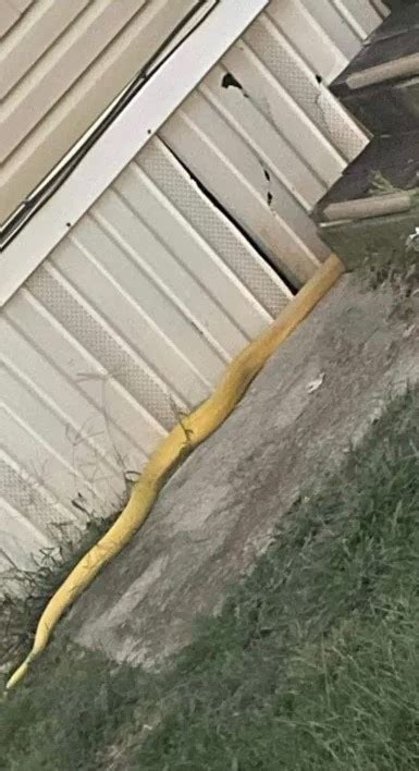 13-foot-long python survives five months eating cats in Oklahoma trailer park