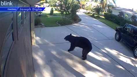 13-year-old boy speaks out after 3-legged bear enters home near Orlando