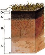 13.8: Soil Horizons and Profiles - K12 LibreTexts - wintechmobiles.com