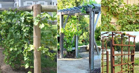 130 All Things Grapevine ideas grape vines, …