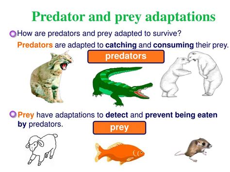 136 Top Predators And Prey Teaching Resources Curated Predators And Prey Worksheet - Predators And Prey Worksheet