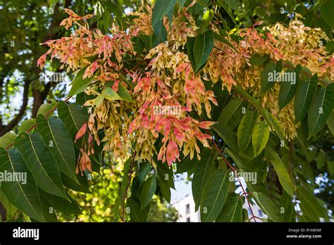 139,836 Tree Of Heaven Stock Photos and Images - 123RF