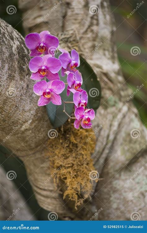 139 Wild Orchids Growing Tree Stock Photos, Images