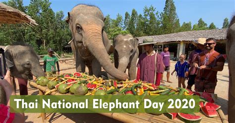 13th March, Thai National Elephant Day Elephant Retirement Park