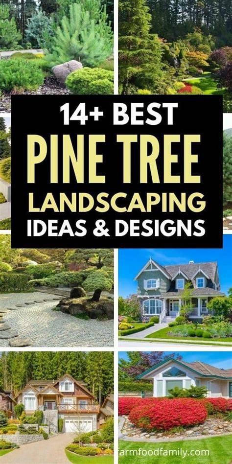 14+ Pine Tree Landscaping Ideas - Farm Food Family - raincitystudios.com