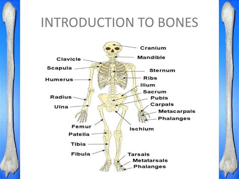 14 2 Introduction To The Skeletal System Biology Printable Diagram Of The Skeletal System - Printable Diagram Of The Skeletal System