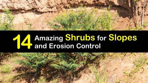 14 Amazing Shrubs for Slopes and Erosion Control - raincitystudios.com