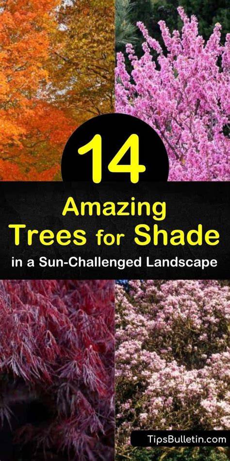 14 Amazing Trees for Shade in a Sun-Challenged Landscape - raincitystudios.com