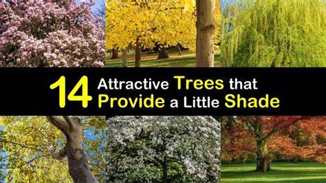 14 Attractive Trees that Provide a Little Shade - Tips Bulletin - raincitystudios.com