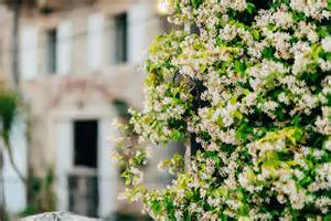 14 Beautiful Climbing Vines For Your Garden Trellis - Southern Living - raincitystudios.com
