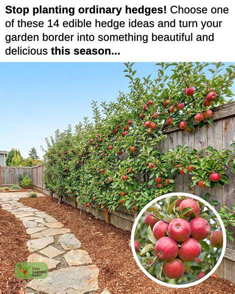 14 Best Edible Hedge Ideas for a Beautiful and Productive Garden - raincitystudios.com