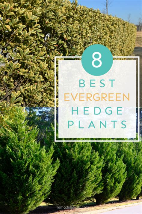 14 Best Hedge Plants for Provide Natural Privacy - Martha Stewart - raincitystudios.com