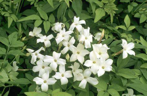 14 Best Types of Jasmine for Your Landscape - The Spruce - raincitystudios.com
