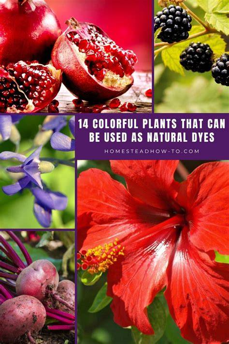 14 Colorful Plants That Can Be Used As Natural Dyes - raincitystudios.com
