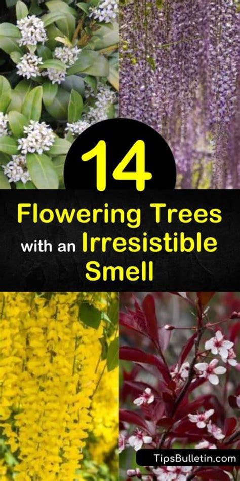 14 Flowering Trees with an Irresistible Smell - Tips Bulletin - raincitystudios.com