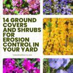 14 Ground Covers And Shrubs For Erosion Control - raincitystudios.com