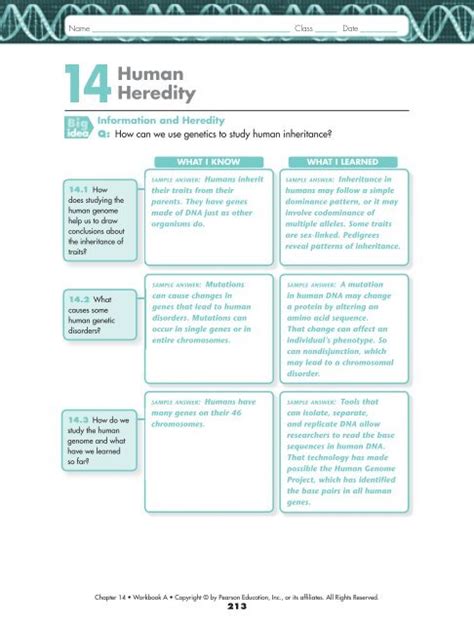 14 Human Sheet Heredity Answers