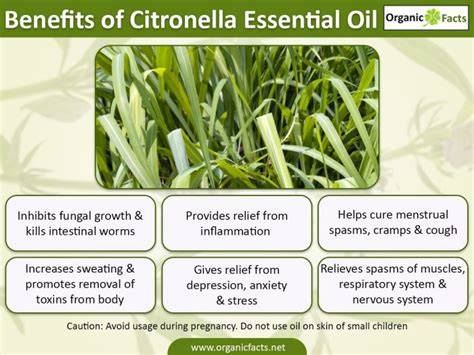 14 Incredible Benefits of Citronella Essential Oil - raincitystudios.com