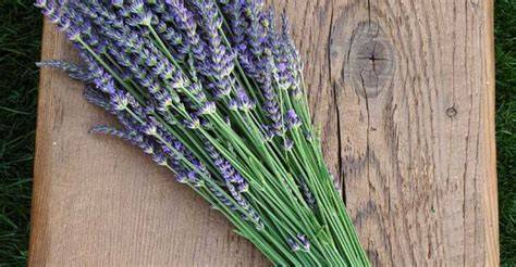 14 Plants That Act as Natural Pest Repellents for Your Home and Garden - raincitystudios.com