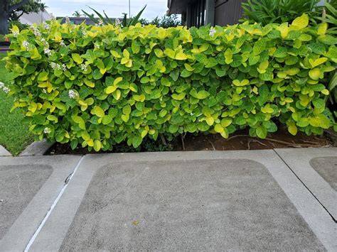 14 Privacy Hedges for Hawaii - Plant Pono - raincitystudios.com