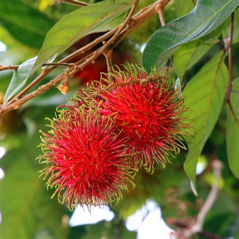 14 Rambutan (Nephelium - ResearchGate - raincitystudios.com