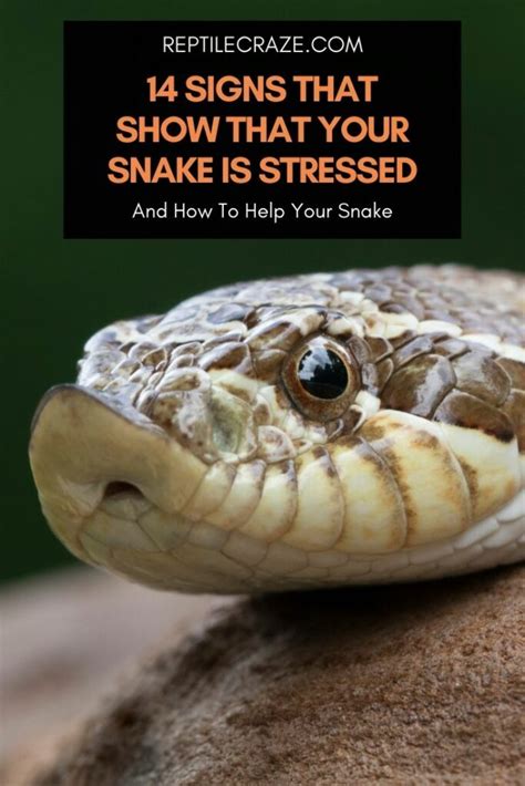 14 Signs That Show That Your Snake Is Stressed - Reptile …