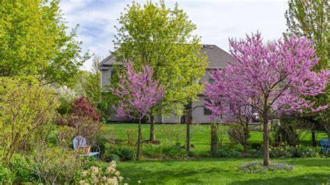 14 Trees To Consider Planting For Summer Shade - raincitystudios.com