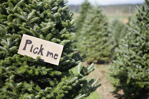 14 Types of Christmas Trees to Know Before …