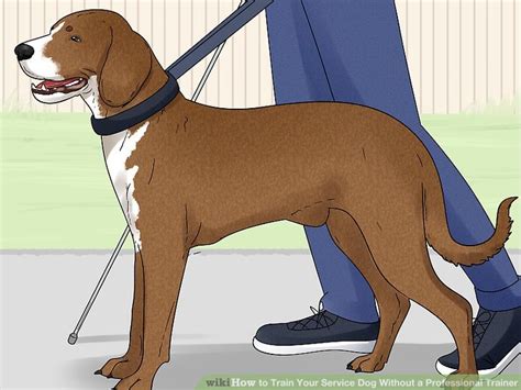 14 Ways to Train Your Service Dog Without a Professional Trainer - WikiHow