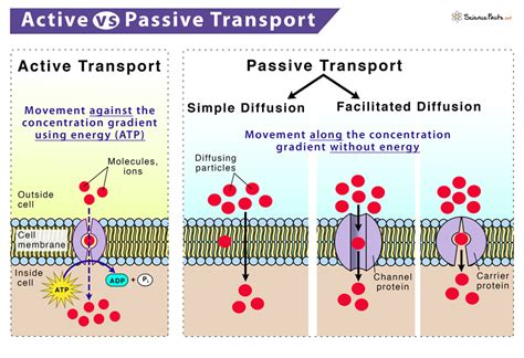 14 Active Vs Passive Transport Reading Name Studocu Active Transport Worksheet Answers - Active Transport Worksheet Answers