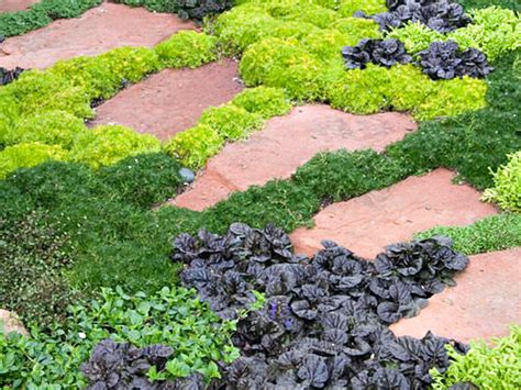 14 Beautiful Amp Low Maintenance Ground Cover Plants Creeping Ground Cover Plants With Yellow Flowers - Creeping Ground Cover Plants With Yellow Flowers