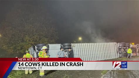 14 cows die after tractor-trailer rolls over on I-84 in Connecticut