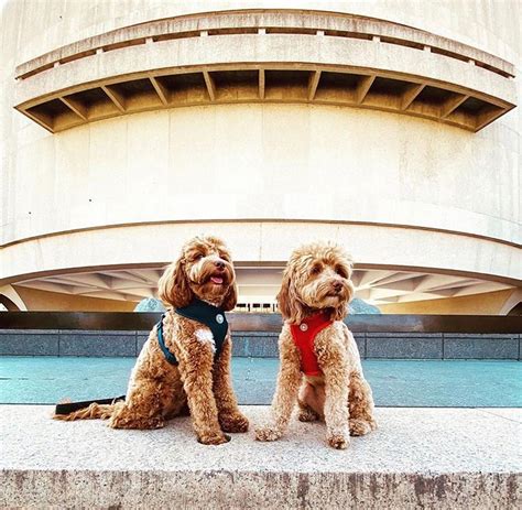 14 events for DC-area dog lovers this summer