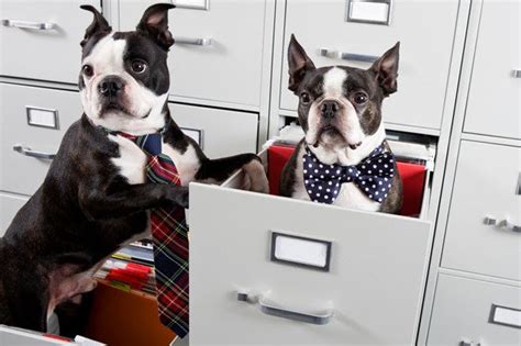 14 rules for creating a bring-your-dog-to-work policy - CIO