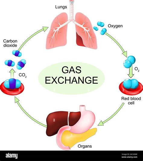 14.5: Gas Exchange - Medicine LibreTexts - muktibox.com