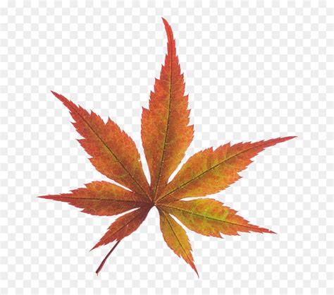140 Daun Maple Png Stock Photos - Dreamstime - raincitystudios.com