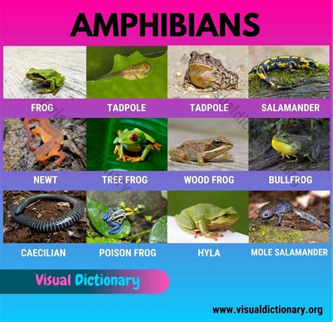 140 Top Quot Amphibians And Reptiles Quot Teaching Life Reptiles And Amphibians Worksheet - Life Reptiles And Amphibians Worksheet