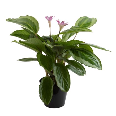 140mm Prayer Plant - Calathea Gekko - Bunnings New Zealand