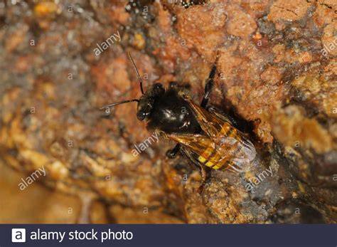 146 Melipona Quadrifasciata Stock Photos - Dreamstime - raincitystudios.com
