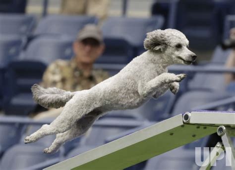 147th ANNUAL WESTMINSTER KENNEL CLUB DOG SHOW …