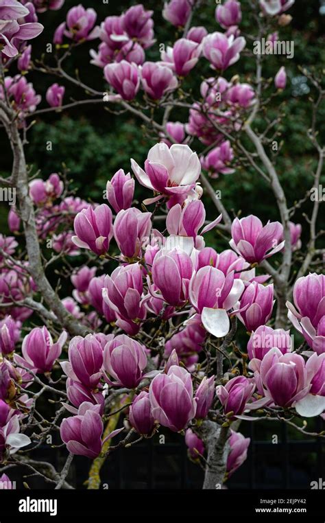 148 Tulip Magnolia Tree Premium High Res Photos - Getty Images