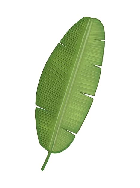 15,000+ Banana Leaves Pictures - freepik.com